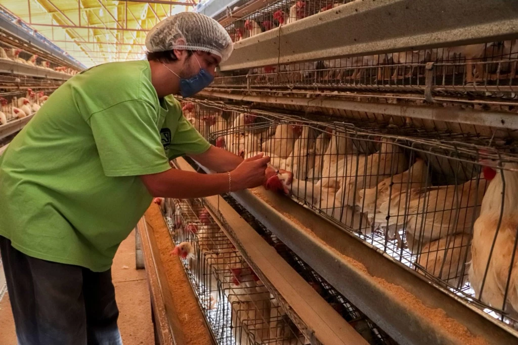 Sin riesgo influenza aviar; CEESA controló brote en granja de Cajeme