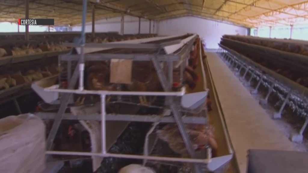 Se evalúan las condiciones de gripe aviar en Sonora