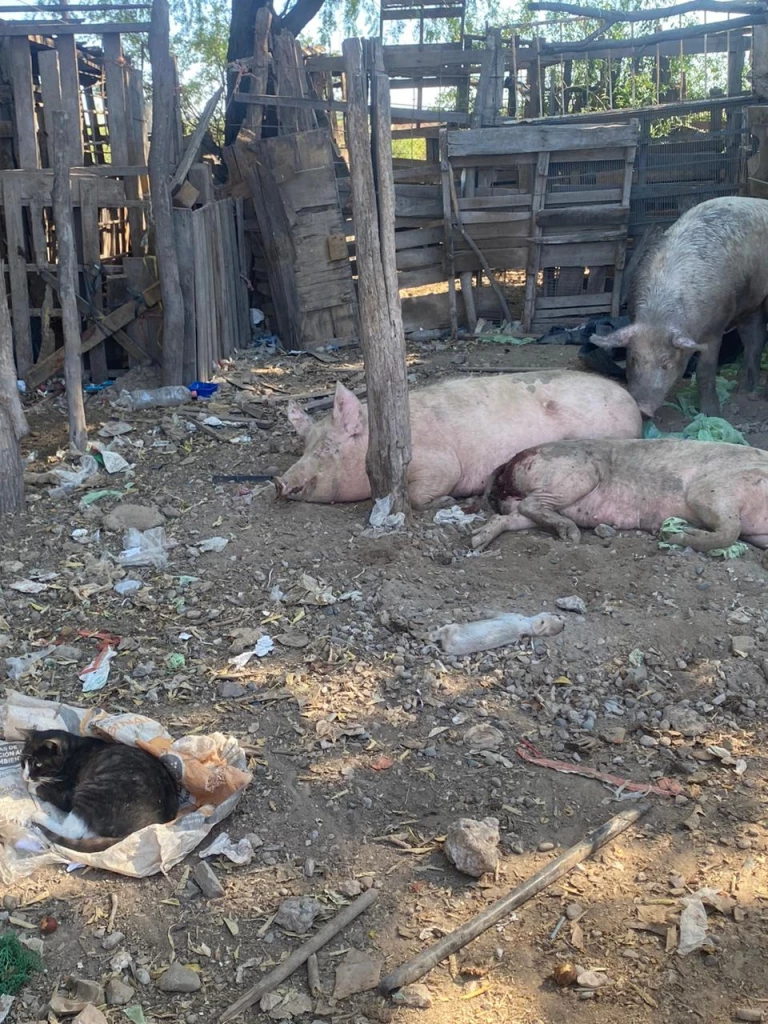 Denuncian supuesta venta de carne de cerdos enfermos en Ahome