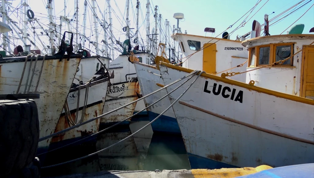 Se acaba temporada de pesca para camaroneros de Mazatlán meses antes de veda