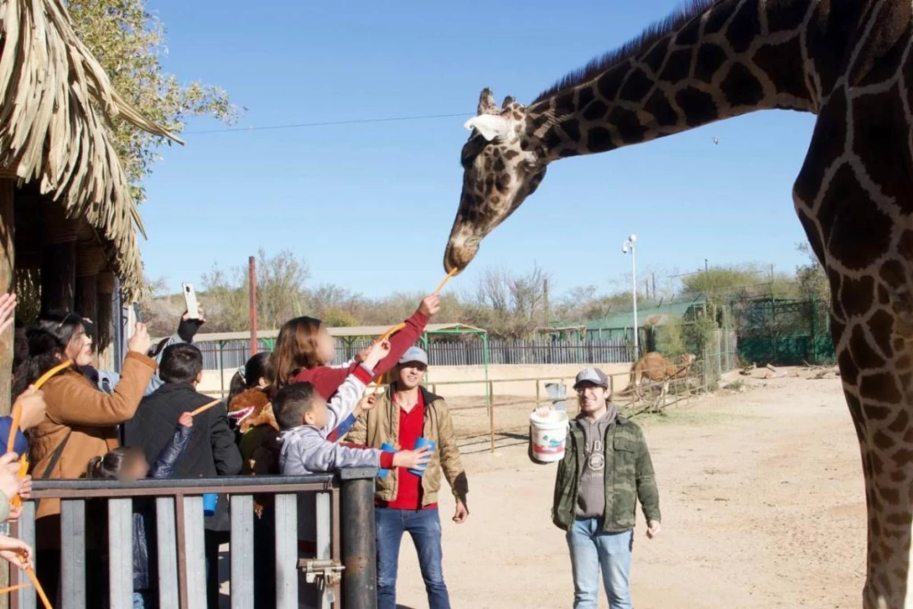 Despiden a “Pancho”, la jirafa del Centro Ecológico de Hermosillo