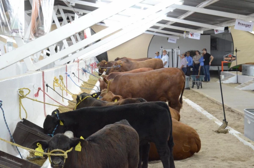 Es Sonora segundo lugar nacional en exportación de ganado a Estados Unidos