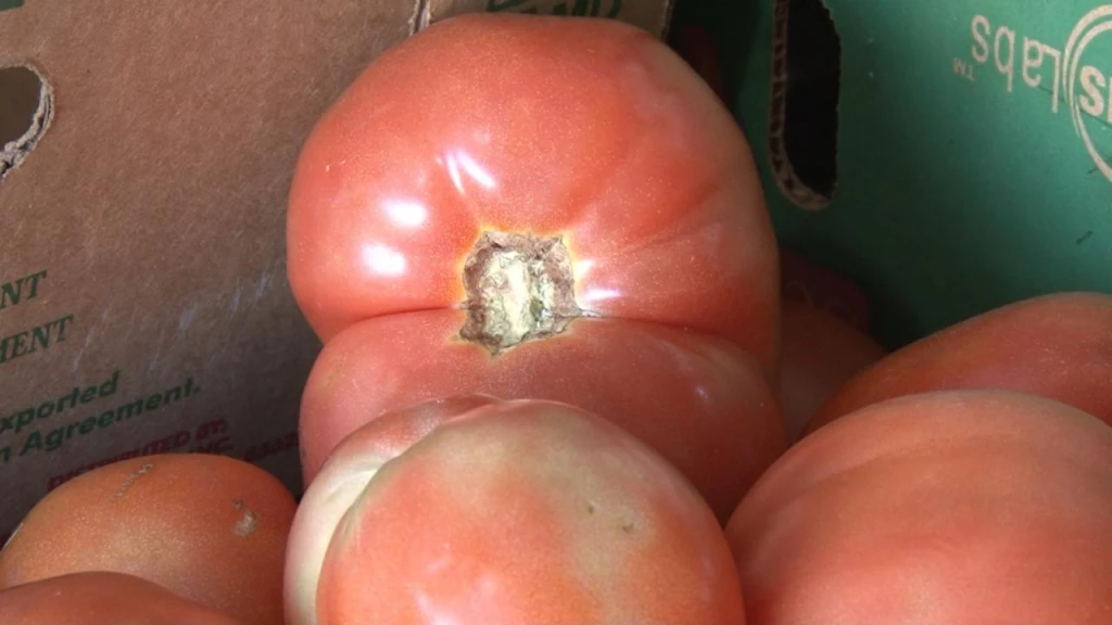Los costos de verduras como el tomate, la cebolla y la calabacita han incrementado hasta en un 80 % durante las últimas semanas