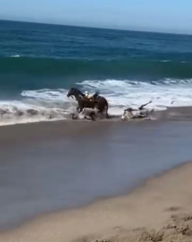 Jinetes y caballos son jalados por la fuerza del mar durante calbalgata en Mazatlán