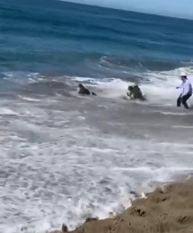 Cabalgatas en Mazatlán se continuarán realizando a pesar de accidentes con caballos