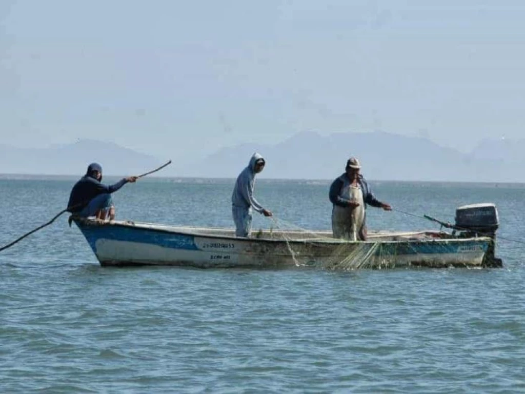 Pescadores de Yavaros cada vez con menos trabajo por riesgo a los ataques de tiburones