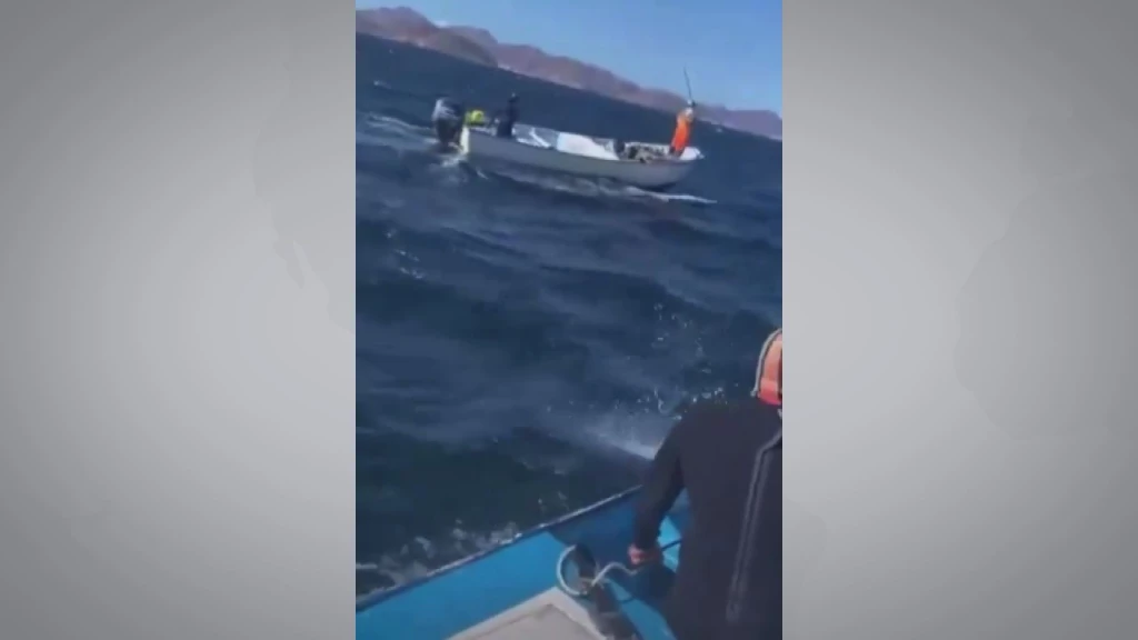 Alerta la Marina de avistamiento de tiburón blanco, en las playas de Guaymas