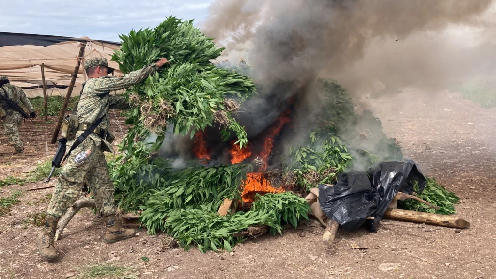 Plantío de posible mariguana en Elota es destruído por el Ejército Mexicano