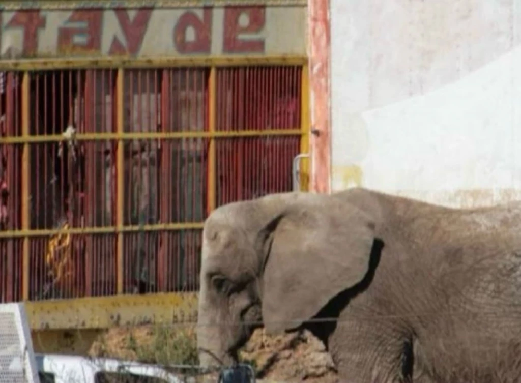 Especialistas del Zoo Guadalajara y de AZCARM revisan a la Elefanta Annie