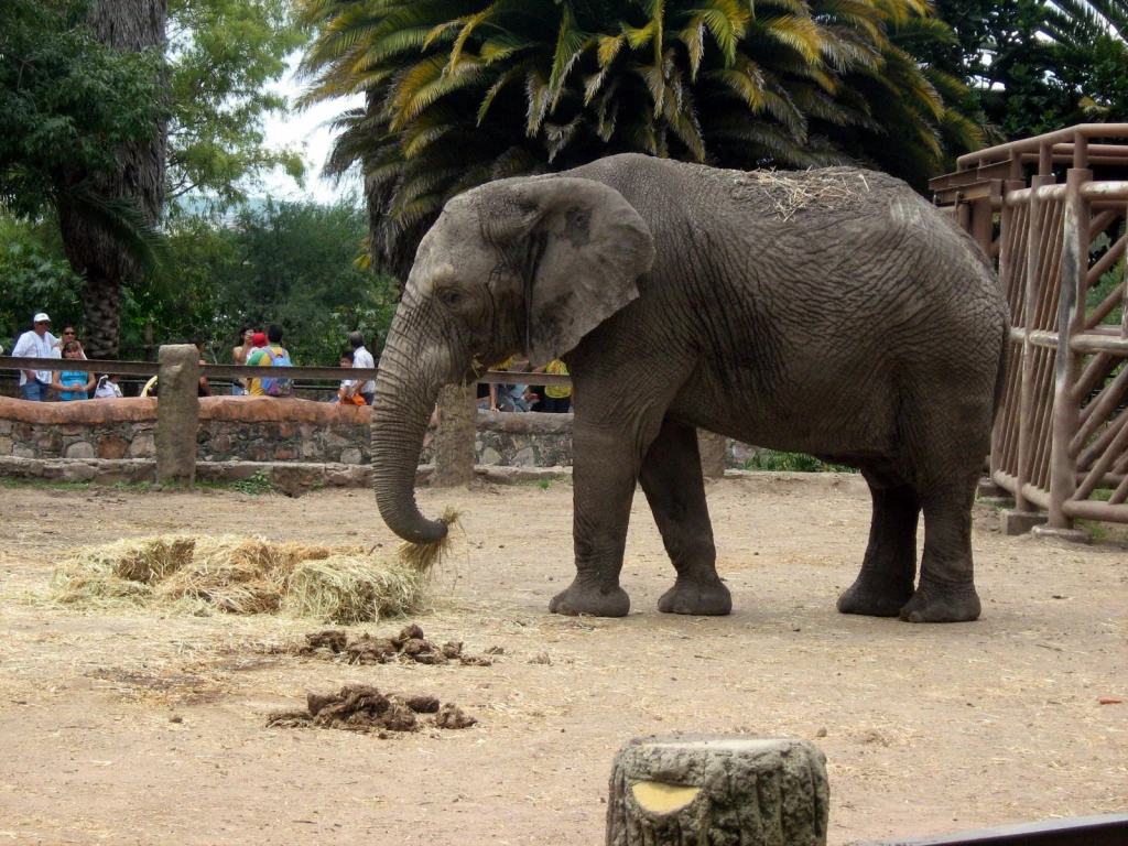 Tras asegurar a la Elefanta Annie, Profepa revisa instalaciones de zoos de la AZCARM