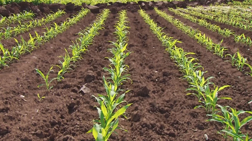 A falta de agua no se logró sembrar las superficies planteadas para Sinaloa