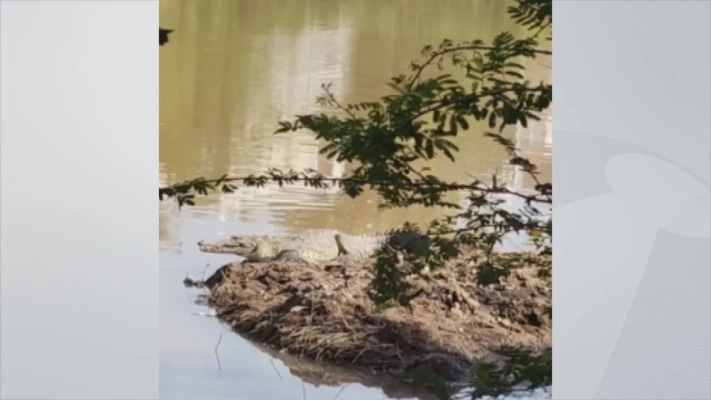 ¿Cocodrilos en el Parque Las Riberas? ¡No te acerques!