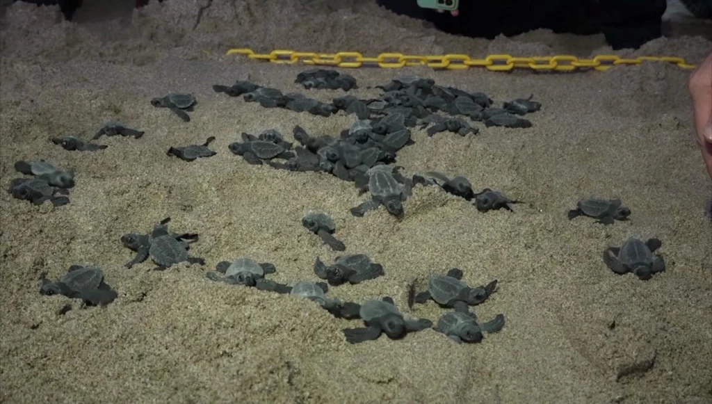 Más de 65 mil crías de tortugas fueron liberadas en cierre de temporada en Mazatlán