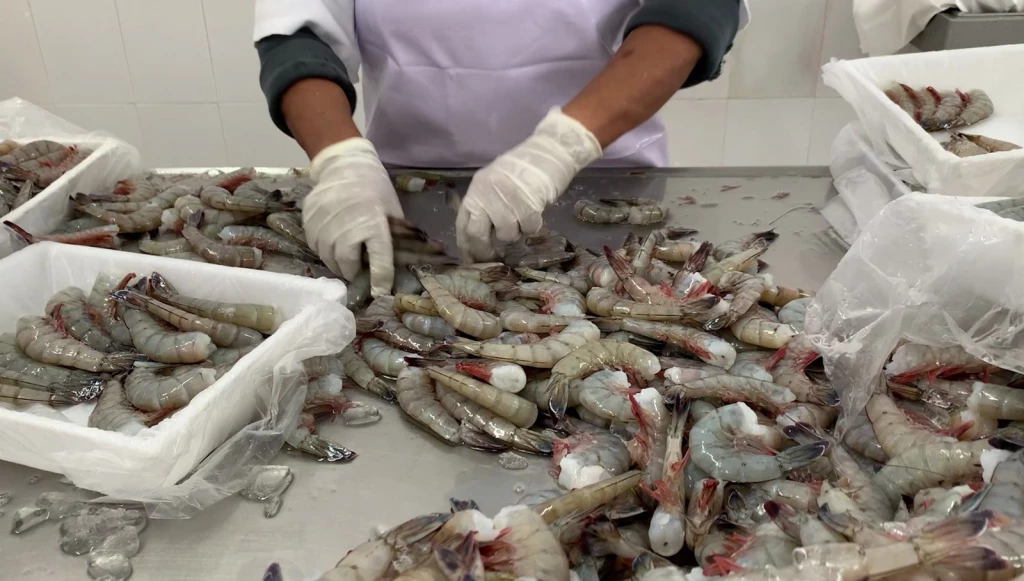 Industrialización de la pesca podría mejorar situación del sector: Rousse