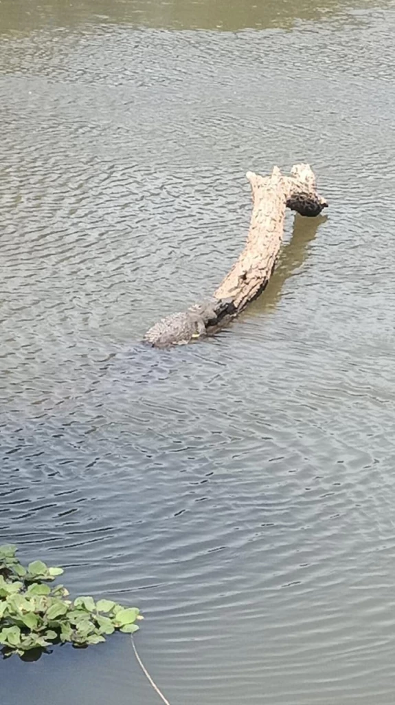 Detectan por lo menos cinco cocodrilos en el río Humaya y Tamazula de Culiacán