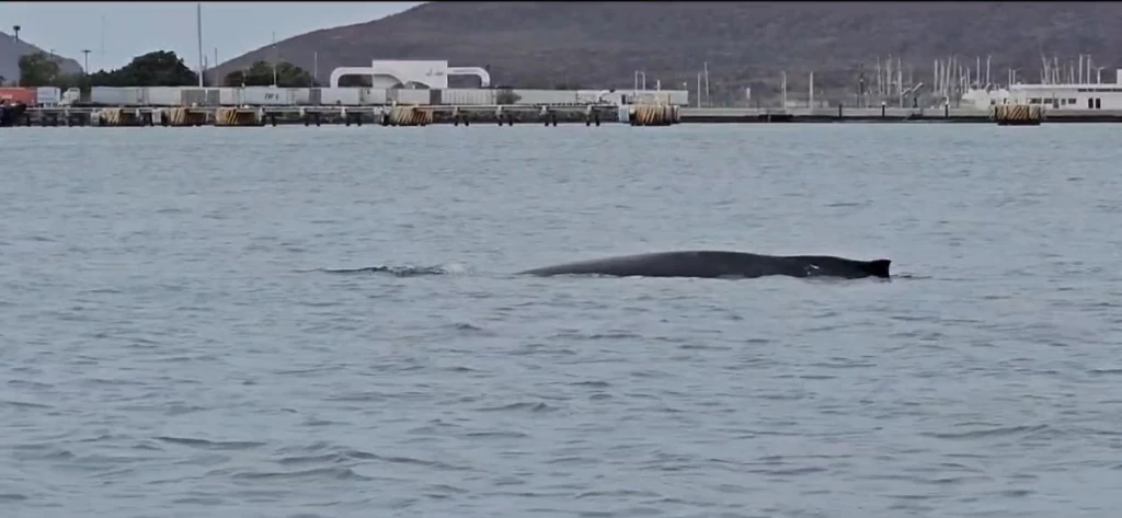 Atrae turistas la ballena que se encuentra en Topolobampo