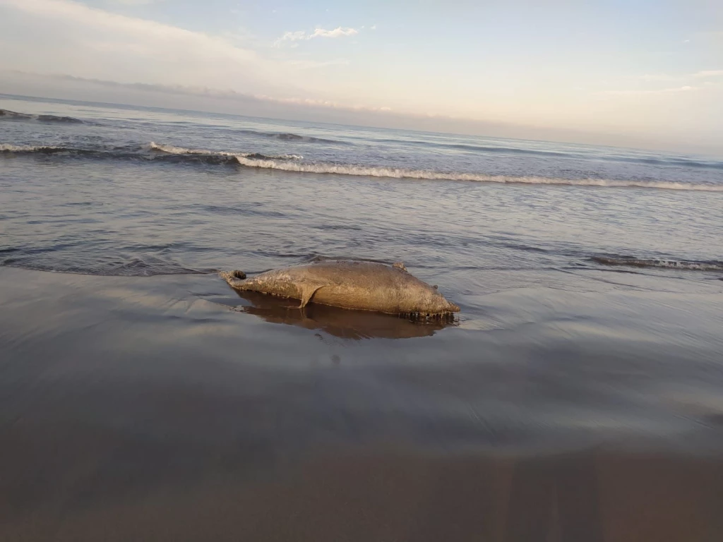 Encuentran a delfín muerto en playas de Escuinapa