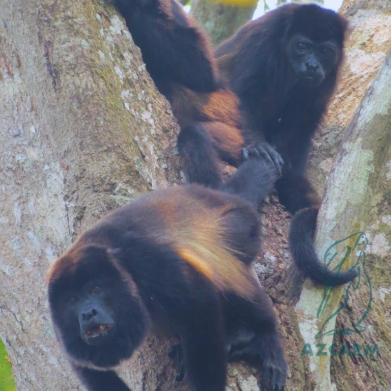Urge plan de emergencia en Tabasco y Chiapas para salvar la vida de primates