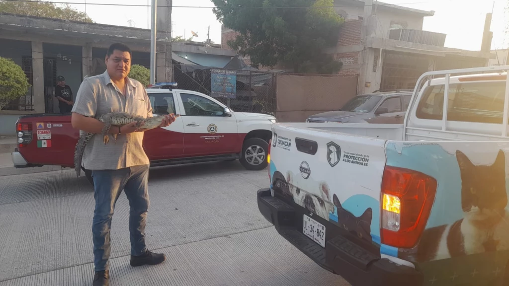 Cocodrilo sorprende a vecino de la 22 diciembre en el patio