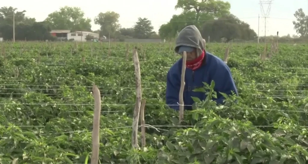 Mantienen trabajos en Cuartería del Campo 35 en Sinaloa