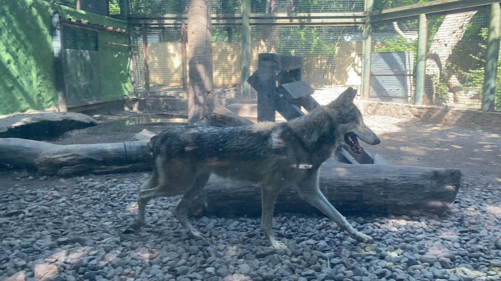 Zoológico de Culiacán lanza el programa de conservación "Embajadores de la Biodiversidad"