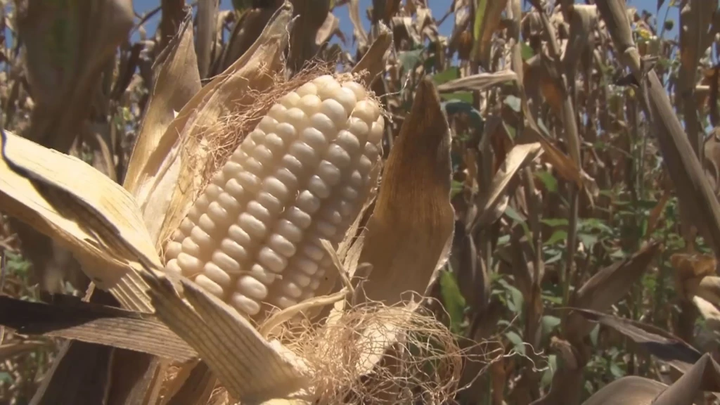 Anuncian ampliación de fecha a productores de trigo para registrar y solventar observaciones