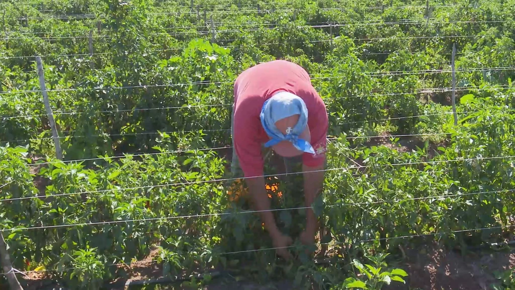 Anuncia Sheinbaum programa para jornaleros agrícolas