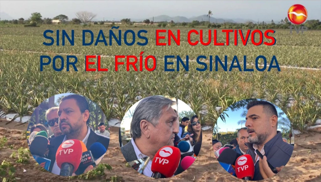 Reportan estabilidad en cultivos pese al frío en Sinaloa