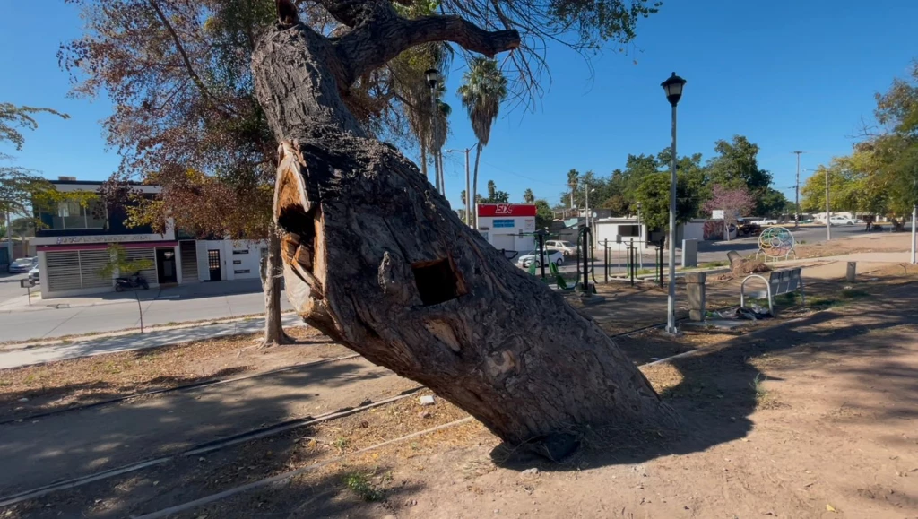 ¿Ecocidio a la vista? Reportan muerte de álamos del parque Agustina Ramírez 