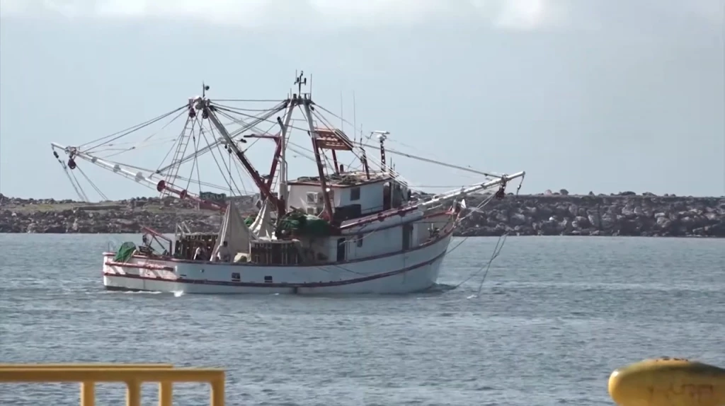 Continúa la crisis de producción pesquera de camarón en Mazatlán