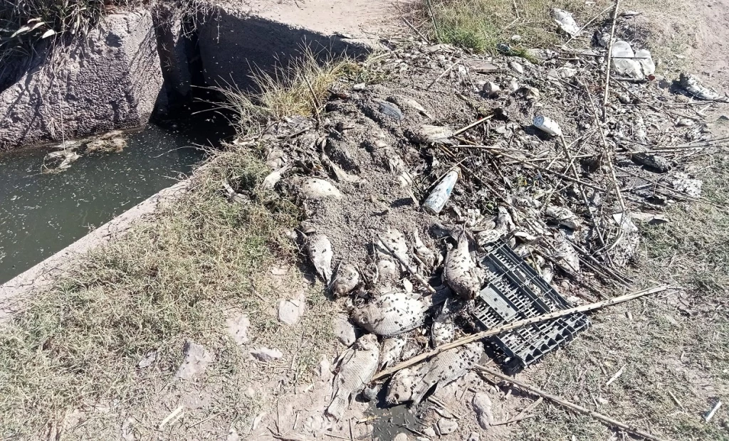 ¡Alerta! Sin agua y con peces muertos reportan el canal del Ejido La Arrocera