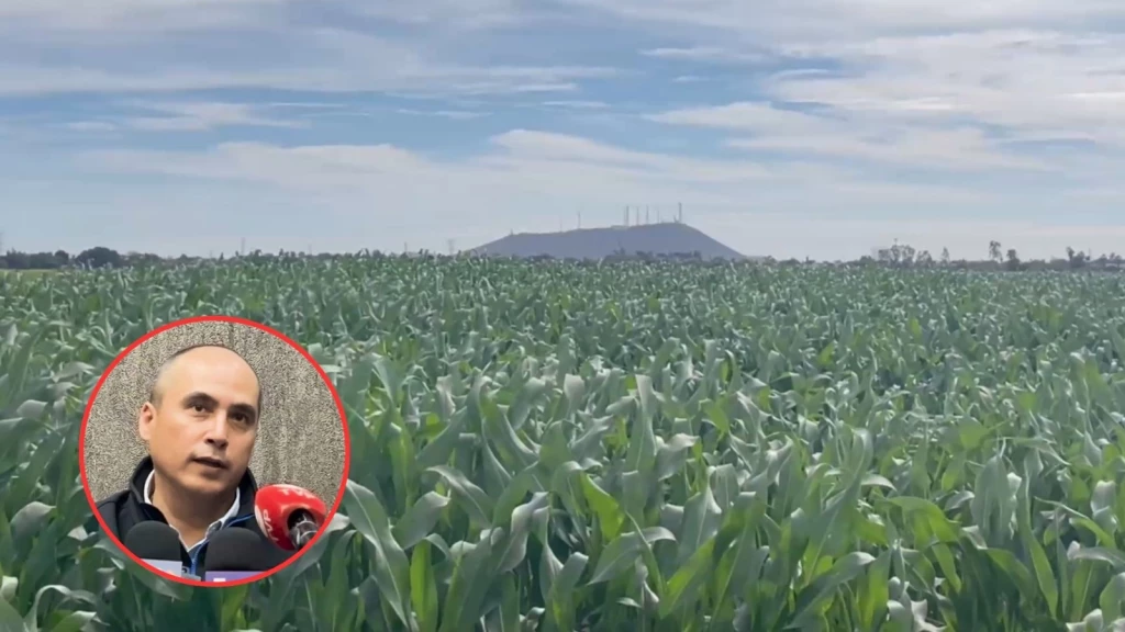 Agricultores de la zona norte de Sinaloa confían en los pagos pendientes para los trigueros y maizeros