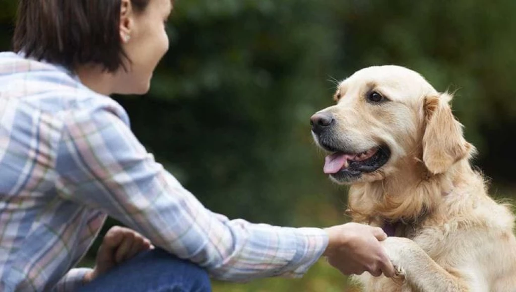 La cultura de responsabilidad en mascotas gana terreno en la comunidad