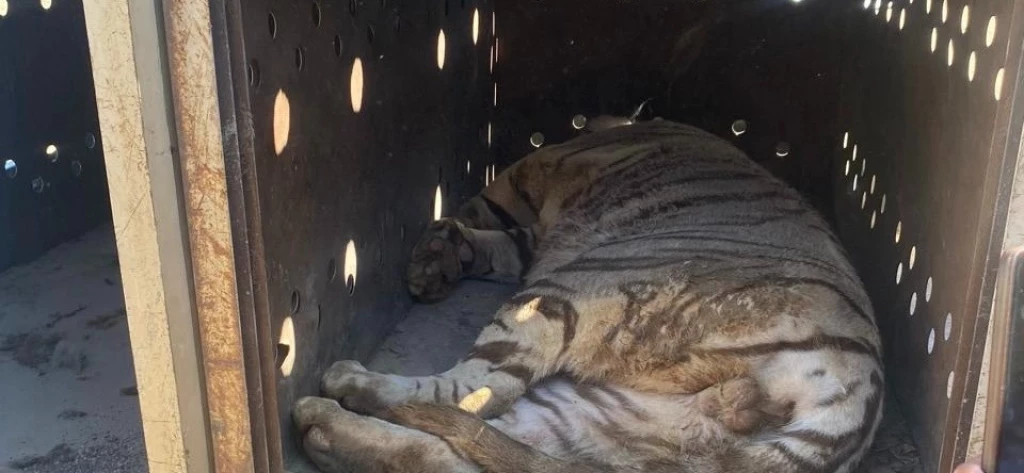 Rescatan a Dos Felinos en el “Triángulo Dorado”
