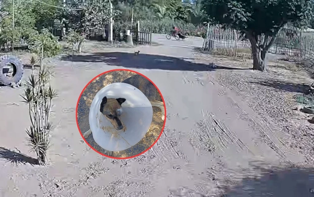 Reportan brutal agresión a perrita: Layla pierde un ojo tras ataque con machete