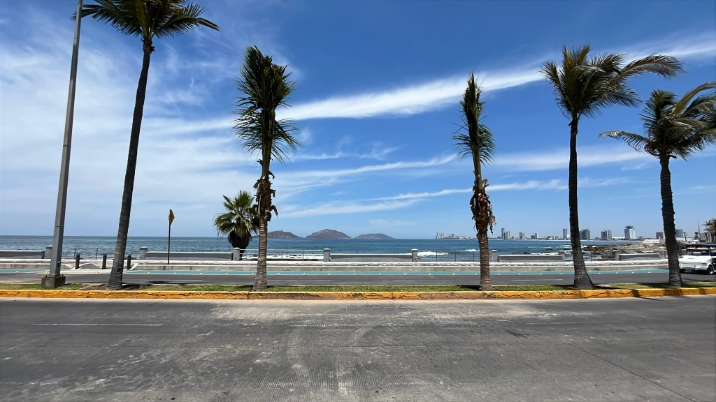 Ya se sustituyeron las dos palmeras que fueron cortadas en Paseo Claussen