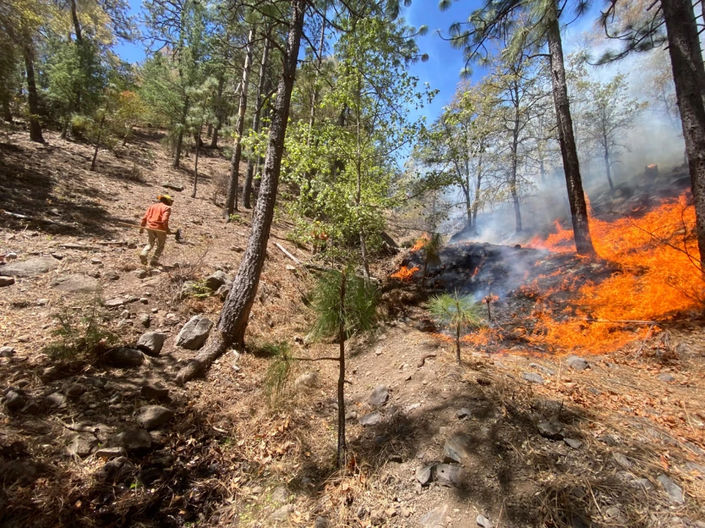 Avanza el combate a incendios forestales en Sonora: Nácori Chico alcanza 50% de control
