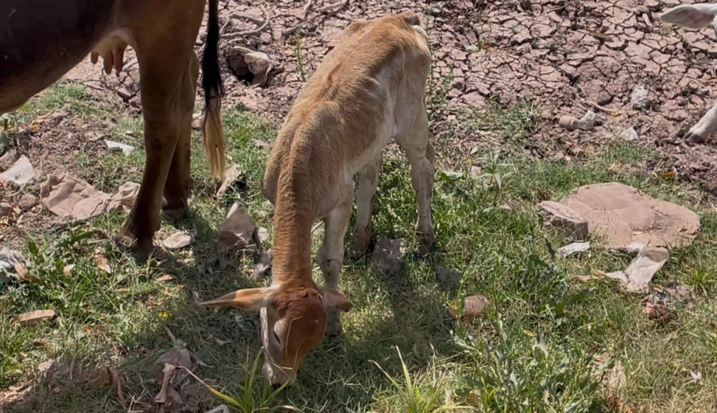 ¡Atención! 30 vacas intoxicadas por comer toloache en el norte de Sinaloa