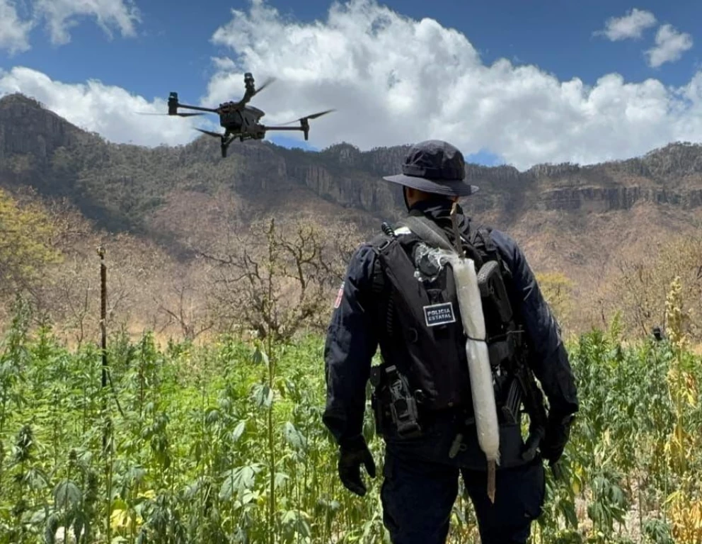 Destruye Gobierno de Sonora más de 72 toneladas de marihuana en Álamos