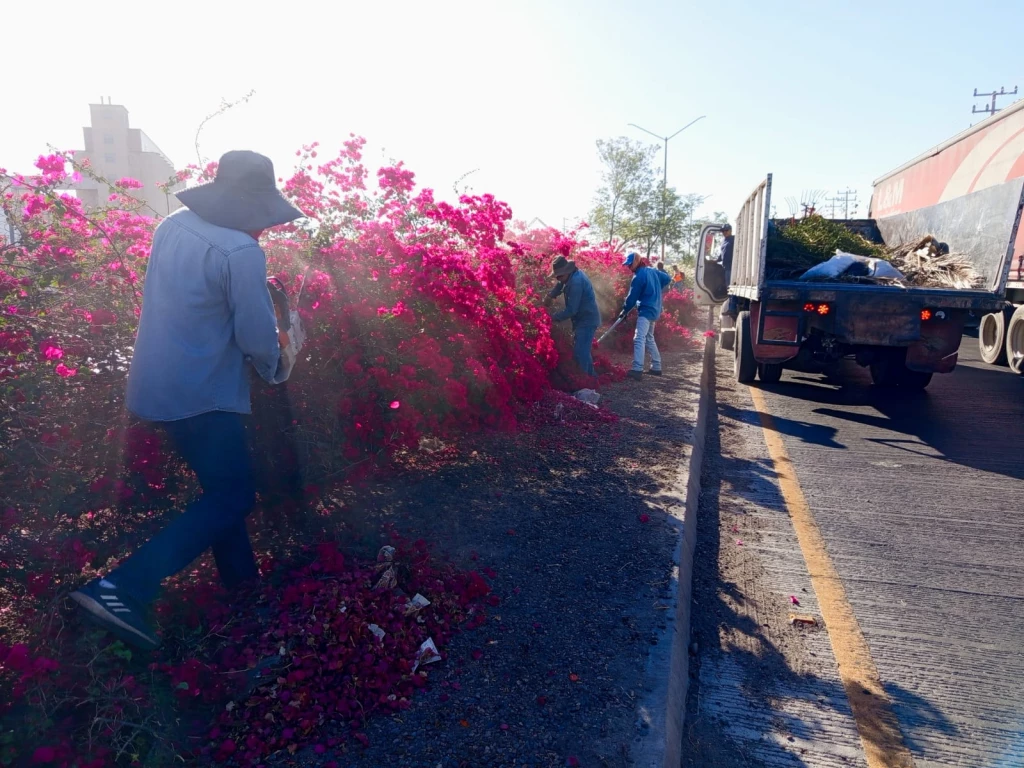 Poda de bugambilias en salida Sur de Cajeme mejora seguridad vial y preserva su floración