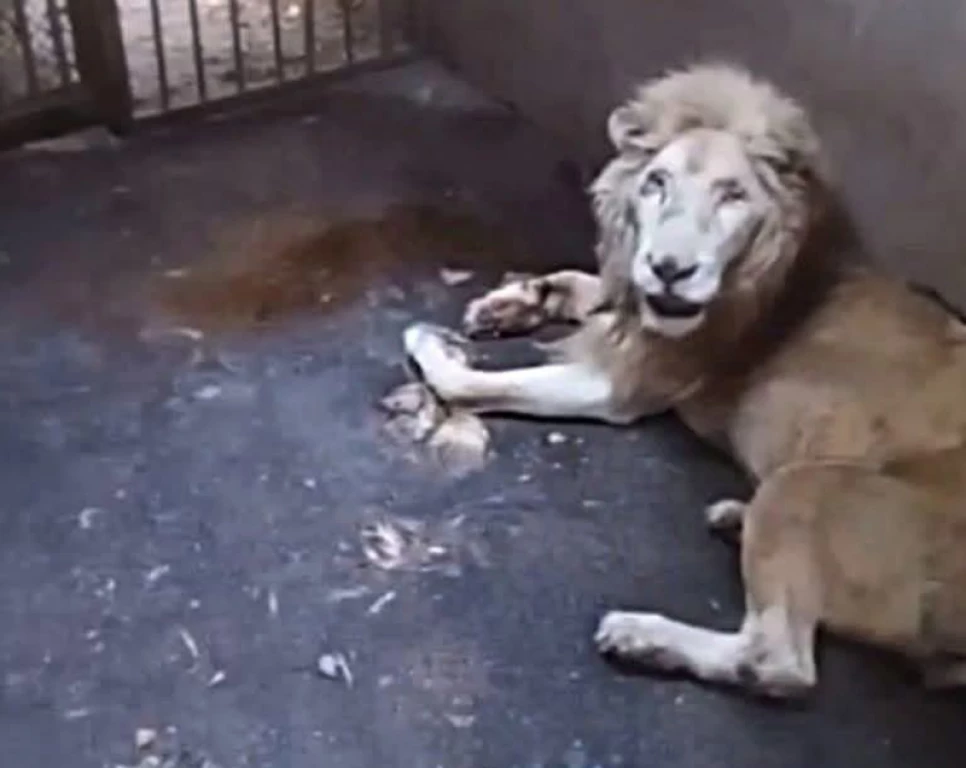 Profepa confirma que león fallecido en el Zoológico de Culiacán tenía cáncer terminal