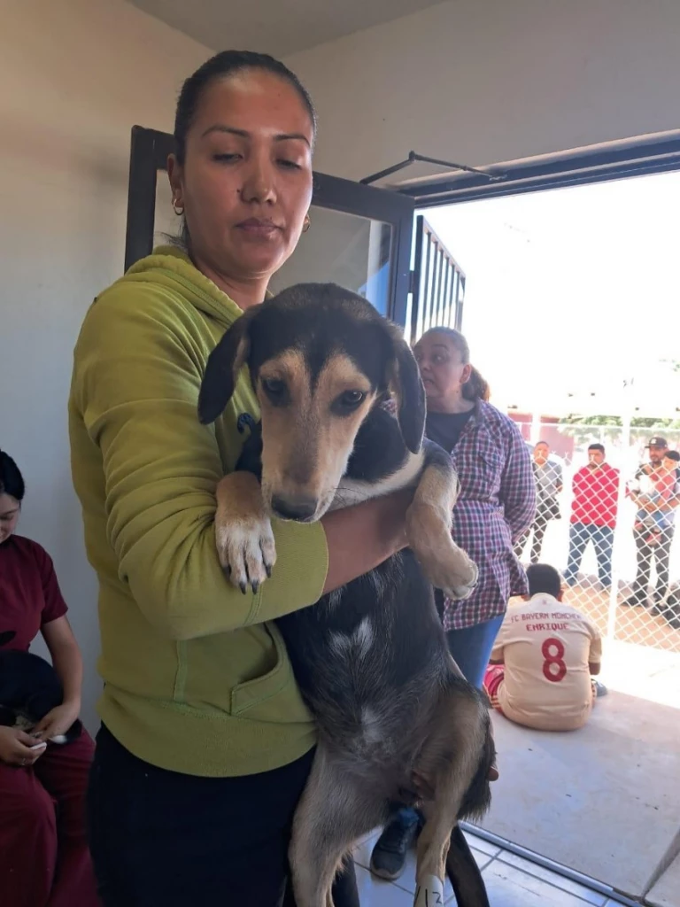 Beneficia Gobierno de Sonora la salud animal con jornada de esterilización en Empalme
