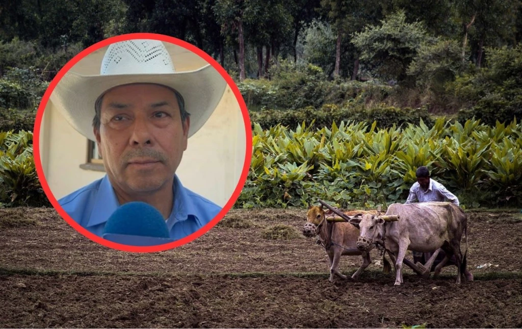 ¡Sin apoyo! Más de 150 ganaderos de Ahome solicitaron pacas y no les han llegado