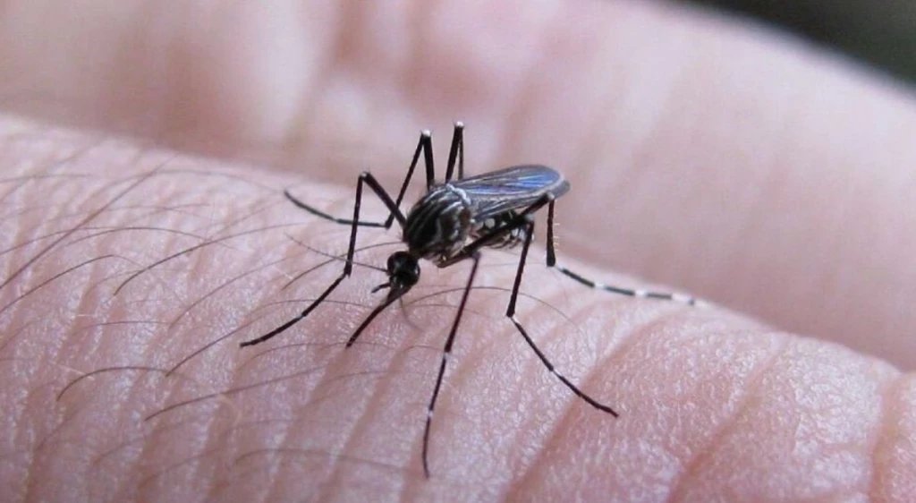 Van cuatro muertes por dengue en Sinaloa