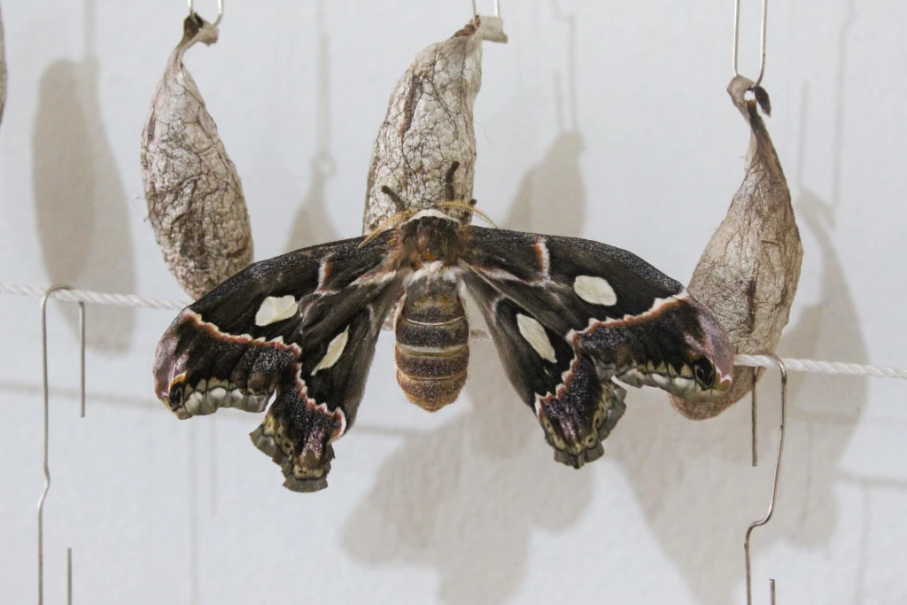 Nacen dos mariposas cuatro espejos en Cócorit, especie en peligro de extinción