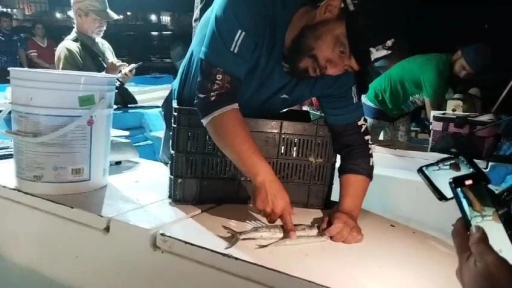 Llegaron los pajaritos de buen tamaño...pero traerlos del mar cuesta más que nunca