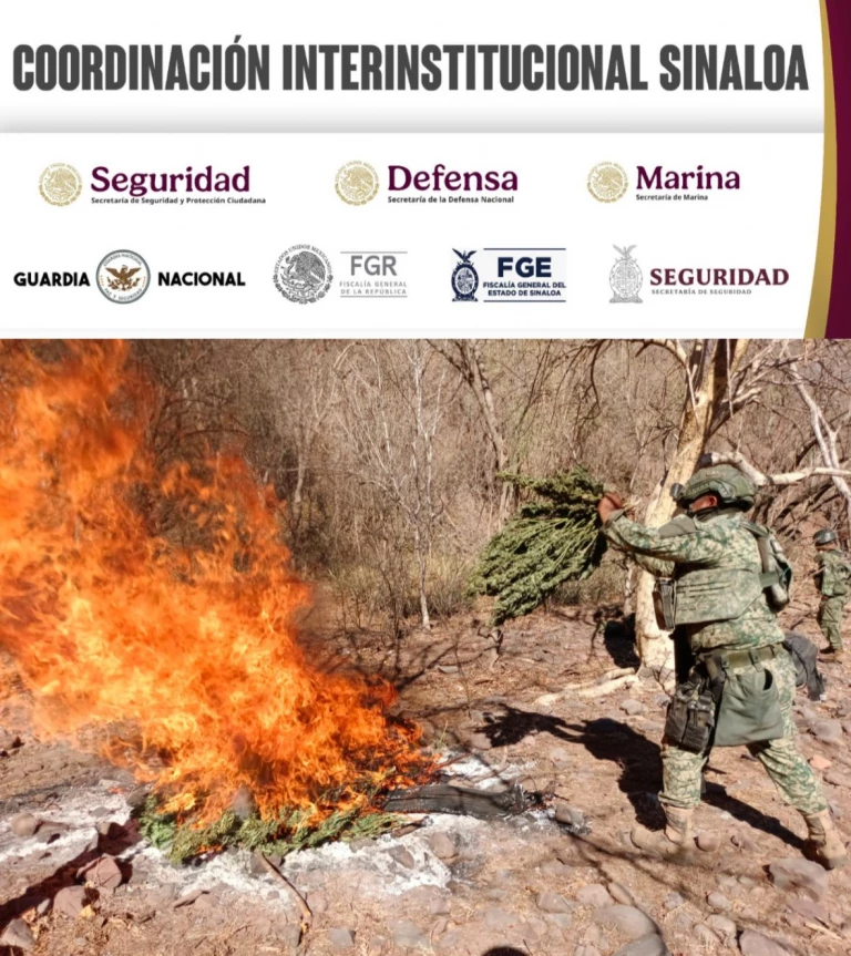 Aseguran y destruyen secadero de marihuana en Cosalá