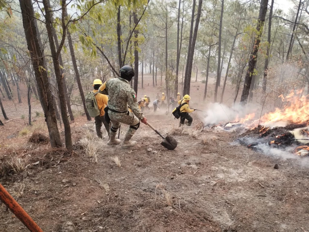 SEBIDES y la SEDENA refuerzan brigadas contra el incendio forestal en El Palmito