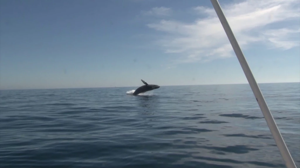 Mazatlán fue afortunado con el avistamiento de ballenas esta temporada 2024-2025