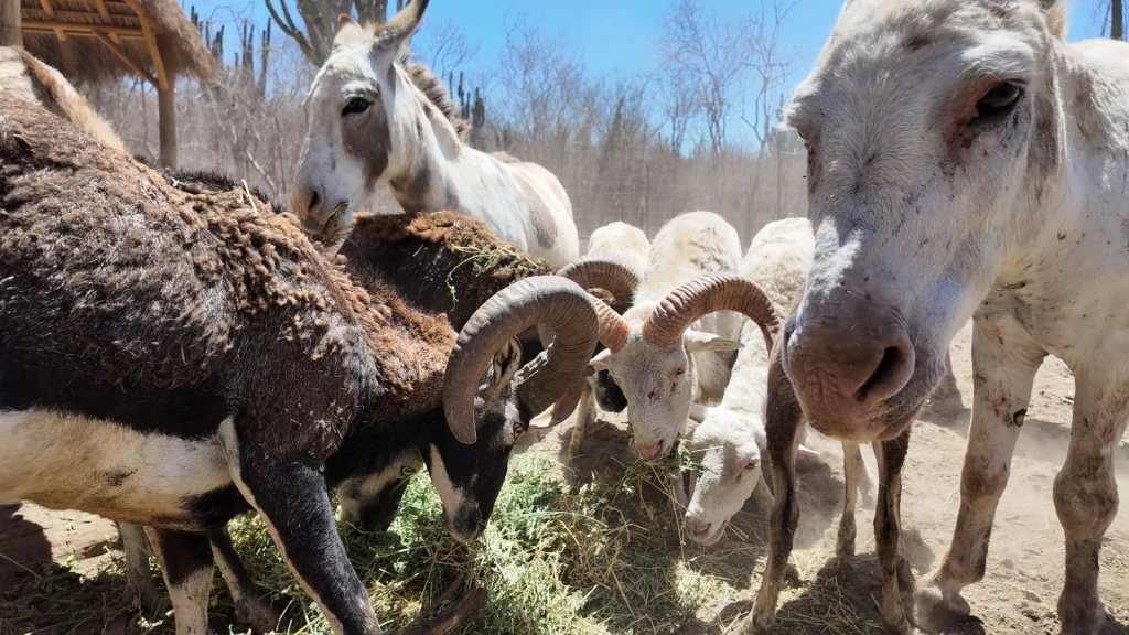 Trasladan a más de 200 animales de Culiacán a Mazatlán ante creciente ola de violencia